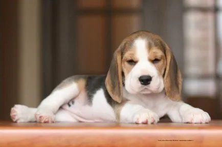 Beagle - o descriere a rasei, fotografie, îngrijire, preț, în cazul în care pentru a cumpăra un catelus, „da laba“