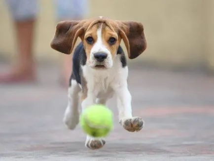 fotografie Beagle câine, pret, descriere rasa, caracter, video (câine) fotografie câine Beagle, pret, descriere rasa, caracter, video