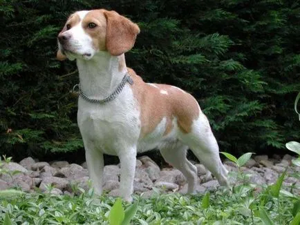 fotografie Beagle câine, pret, descriere rasa, caracter, video (foto) fotografie câine Beagle, pret, descriere rasa, caracter, video