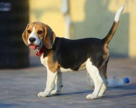 fotografie Beagle câine, pret, descriere rasa, caracter, video (foto) fotografie câine Beagle, pret, descriere rasa, caracter, video