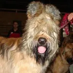 caracter Briard și descriere, îngrijire și întreținere, boala (descriere) caracter Briard și descriere, îngrijire și întreținere, boala