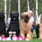caracter Briard și descriere, îngrijire și întreținere, boala (caracter) caracter Briard și descriere, îngrijire și întreținere, boala