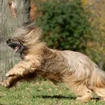 caracter Briard și descriere, îngrijire și întreținere, boala (descriere) caracter Briard și descriere, îngrijire și întreținere, boala