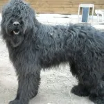 caracter Briard și descriere, îngrijire și întreținere, boala (de îngrijire) caracter Briard și descriere, îngrijire și întreținere, boala