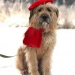 caracter Briard și descriere, îngrijire și întreținere, boala (caracter) caracter Briard și descriere, îngrijire și întreținere, boala