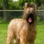 caracter Briard și descriere, îngrijire și întreținere, boala (măceș) caracter Briard și descriere, îngrijire și întreținere, boala