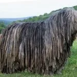 Briard imagine câine, descriere rasa, natura, îngrijire (câine) imagine câine Briard, descriere rasa, natura, îngrijirea