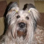 caracter Briard și descriere, îngrijire și întreținere, boala (măceș) caracter Briard și descriere, îngrijire și întreținere, boala