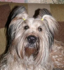 caracter Briard și descriere, îngrijire și întreținere, boala (măceș) caracter Briard și descriere, îngrijire și întreținere, boala