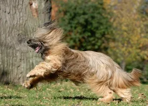 caracter Briard și descriere, îngrijire și întreținere, boala (măceș) caracter Briard și descriere, îngrijire și întreținere, boala