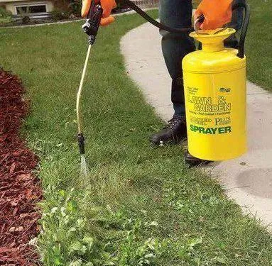 remedii populare Weed, cum să eliminați