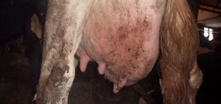 boala vacii si simptomele lor, precum și metodele de tratament (simptome) boala vacii si simptomele lor, precum și metode de tratament