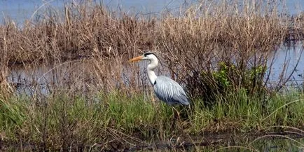 Heron - descriere, tipuri, ce să mănânce, în cazul în care se află, fotografii (specii) Heron - descriere, tipuri, ce să mănânce, în cazul în care se află, fotografii