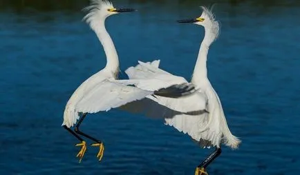 Heron - descriere, tipuri, ce să mănânce, în cazul în care își are reședința, fotografii (în valoare de un picior) Heron - descriere, tipuri, ce să mănânce, în cazul în care se află, fotografii