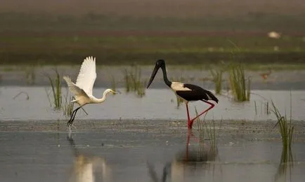 Heron - descriere, tipuri, ce să mănânce, în cazul în care se află, fotografii (Heron) Heron - descriere, tipuri, ce să mănânce, în cazul în care se află, fotografii