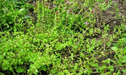 remedii populare Weed, cum să eliminați