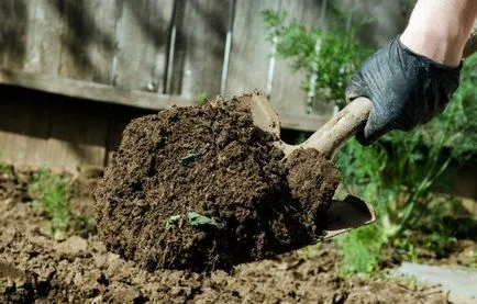 remedii populare Weed, cum să eliminați