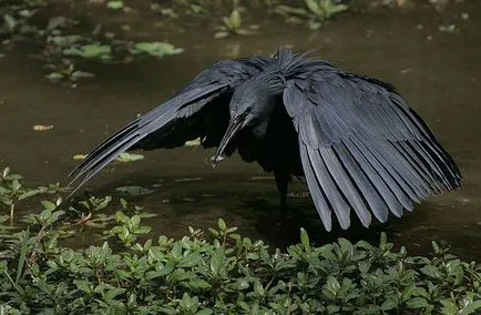 Stârci, enciclopedie animale