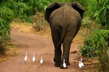 Stârci, enciclopedie animale