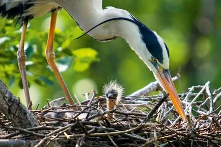 Heron - descriere, tipuri, ce să mănânce, în cazul în care își are reședința, fotografii (descriere) Heron - descriere, tipuri, ce să mănânce, în cazul în care se află, fotografii