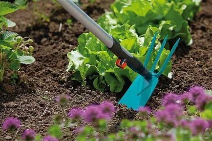 remedii populare Weed, cum să eliminați