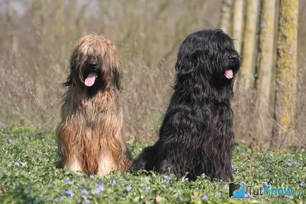 câine Briard descriere rasa