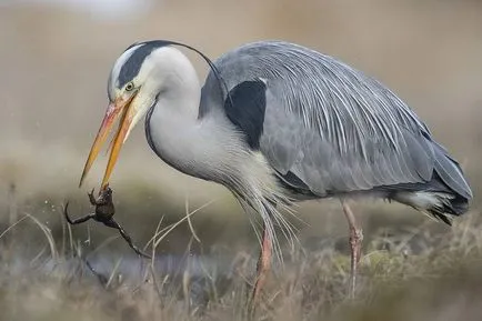 Heron - descriere, tipuri, ce să mănânce, în cazul în care se află, fotografii (Heron) Heron - descriere, tipuri, ce să mănânce, în cazul în care se află, fotografii