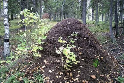 Combaterea furnicilor în prisaca remedii populare și produse chimice, video