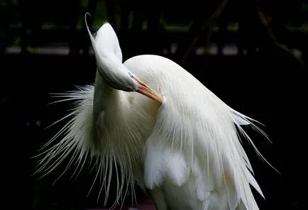 Heron - descriere, tipuri, ce să mănânce, în cazul în care se află, fotografii (specii) Heron - descriere, tipuri, ce să mănânce, în cazul în care se află, fotografii