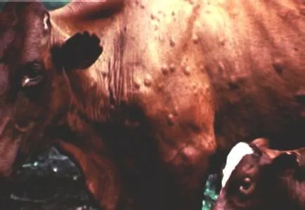 boala vacii si simptomele lor, precum și metodele de tratament (alte animale cireadă) boala vacii si simptomele lor, precum și metode de tratament
