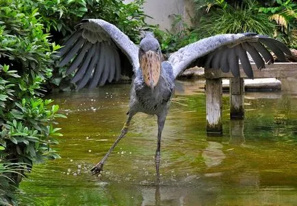 Heron - descriere, tipuri, ce să mănânce, în cazul în care își are reședința, fotografii (locui) Heron - descriere, tipuri, ce să mănânce, în cazul în care se află, fotografii