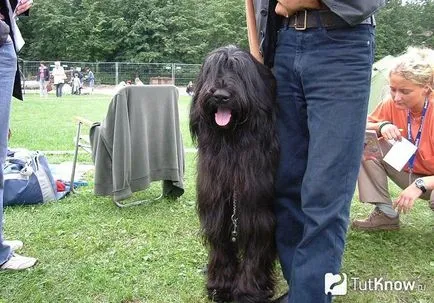 câine Briard descriere rasa