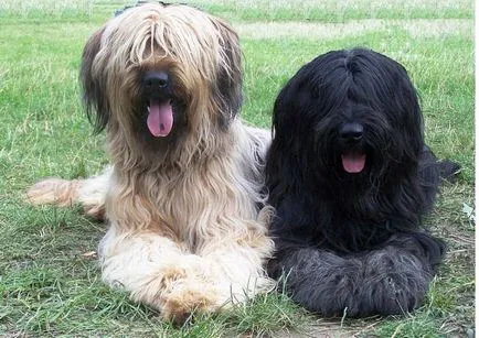 Briard - Câine rasa