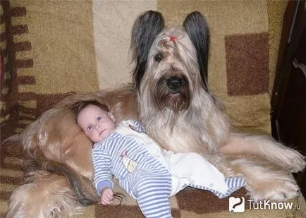 câine Briard descriere rasa