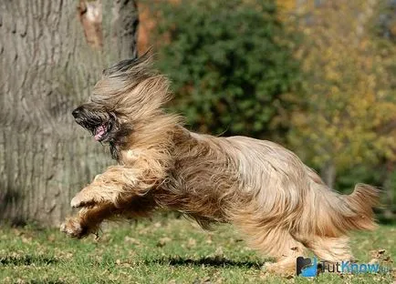 câine Briard descriere rasa