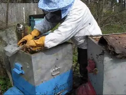 Combaterea furnicilor în prisaca remedii populare și produse chimice, video