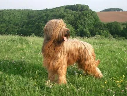 Briard - Câine rasa