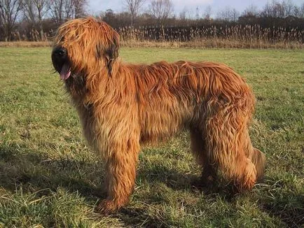 Briard - Câine rasa