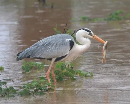 Heron - descriere, tipuri, ce să mănânce, în cazul în care se află, fotografii (specii) Heron - descriere, tipuri, ce să mănânce, în cazul în care se află, fotografii