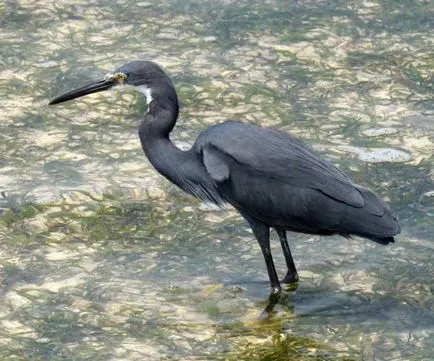 Heron - descriere, tipuri, ce să mănânce, în cazul în care își are reședința, fotografii (descriere) Heron - descriere, tipuri, ce să mănânce, în cazul în care se află, fotografii