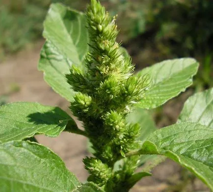 remedii populare Weed, cum să eliminați