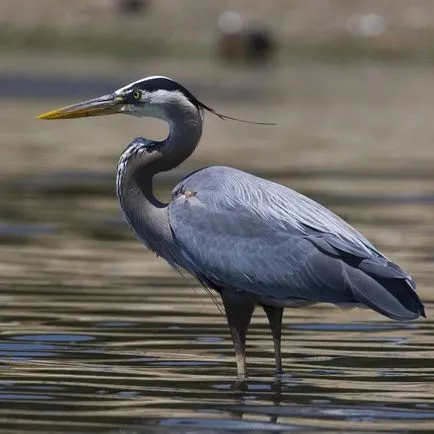 Heron - descriere, tipuri, ce să mănânce, în cazul în care se află, fotografii (specii) Heron - descriere, tipuri, ce să mănânce, în cazul în care se află, fotografii