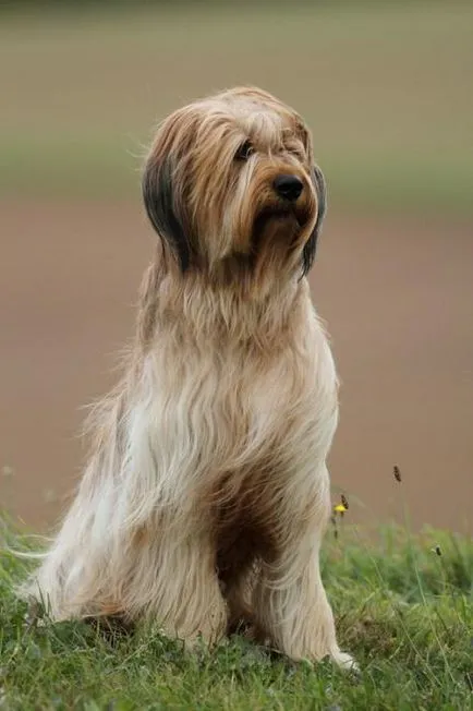 Briard - Câine rasa