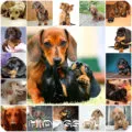 Ce pentru a hrăni un cățeluș Dachshund elementele de bază de nutriție adecvată (foto)