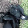 Ce să se hrănească un catelus Labrador, Labrador Retriever alimente, fotografie