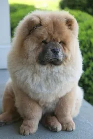 Chow Chow - fotografie și descriere rasa, cum de a alege un catelus, preturi, îngrijire și nutriție, de formare și de conținut