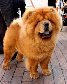Chow Chow - fotografie și descriere rasa, cum de a alege un catelus, preturi, îngrijire și nutriție, de formare și de conținut