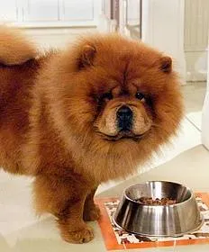 Chow Chow - fotografie și descriere rasa, cum de a alege un catelus, preturi, îngrijire și nutriție, de formare și de conținut