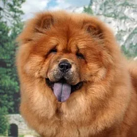 Chow Chow - fotografie și descriere rasa, cum de a alege un catelus, preturi, îngrijire și nutriție, de formare și de conținut