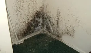 Periculoase mucegai negru în apartament sau casă, și cum să scape de ea